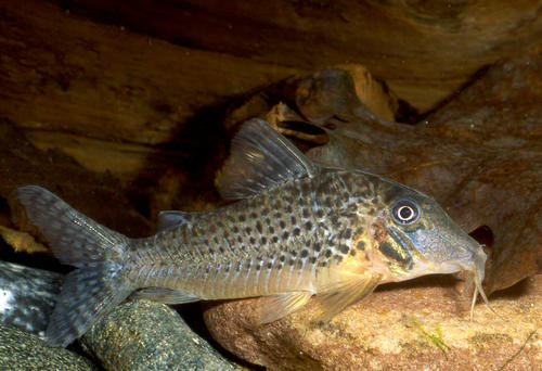 Corydoras sp. (C063)