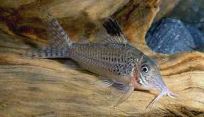 Corydoras sp. (C 077)