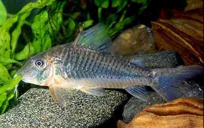 Corydoras sp. (C078)