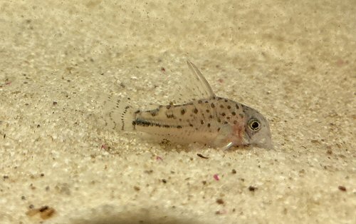 Hoplisoma sp. (C091) = juvenile