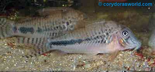 Corydoras sp. (C092)