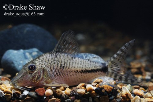 Corydoras sp. (C092)