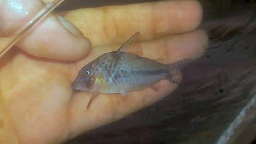 Corydoras sp. (C092)