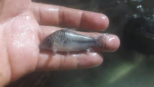 Corydoras sp. (C092)