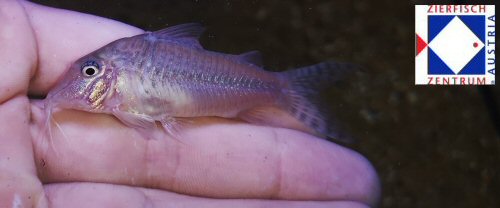 Corydoras sp. (C092)