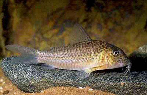 Corydoras sp. (C094)