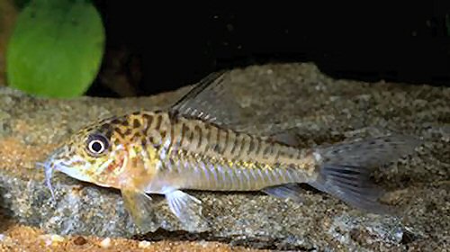 Corydoras sp. (C 095)