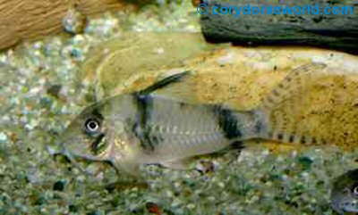 Corydoras sp. (CW012)