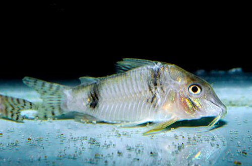 Corydoras sp. (CW012)