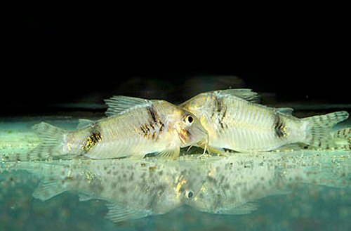 Corydoras sp. (CW012)