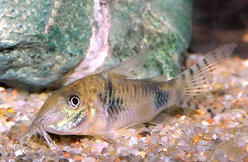 Corydoras sp. (CW012)