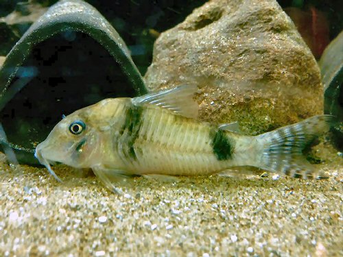 Corydoras sp. (CW012)