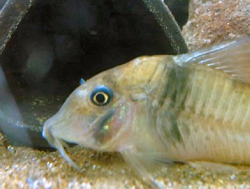 Corydoras sp. (CW012) = head view