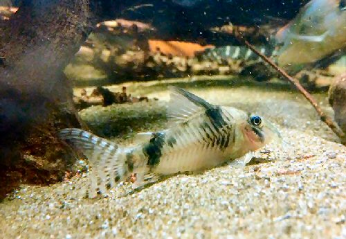 Corydoras sp. (CW012)