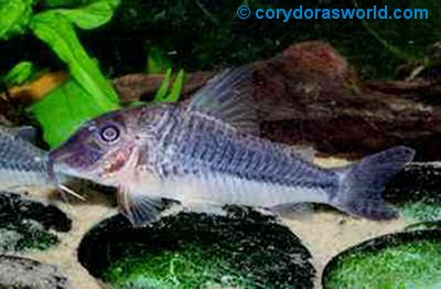 Corydoras sp. (CW017) = female