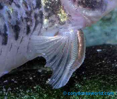 Corydoras sp. (CW017) = Showing the males heavily serrated pectoral spine