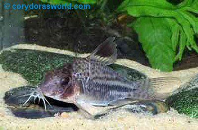 Corydoras sp. (CW020) = male