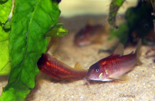 Osteogaster sp. (CW023) = adult pair - red form