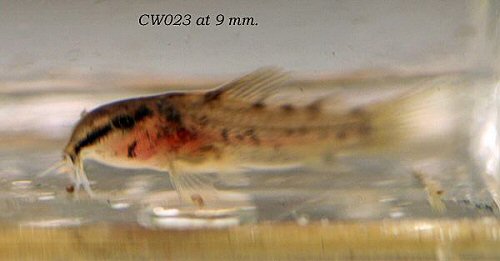 Osteogaster sp. (CW023) = fry 9mm