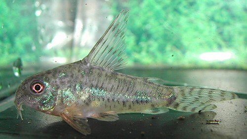 Hoplisoma gryphus =male