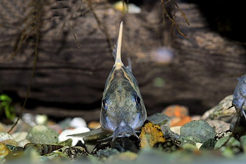 Hoplisoma sp. (CW028) = head view