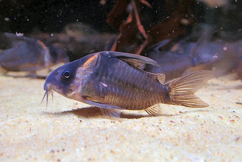 Hoplisoma colossus = Adult dark specimen