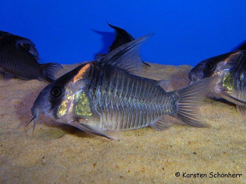 Hoplisoma colossus