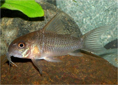 Hoplisoma sp. (CW047) = adult female