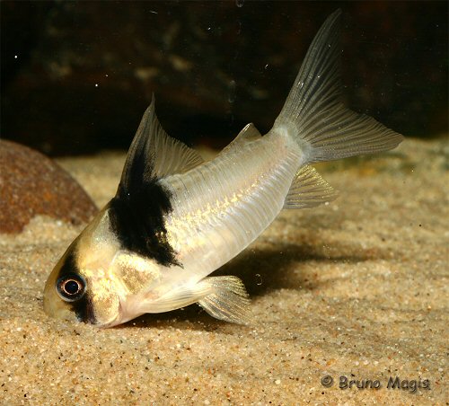 Corydoras sp. (CW049)