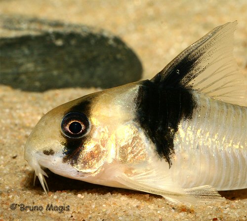 Hoplisoma sp. (CW049) = head view