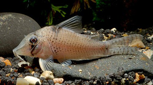 Corydoras sp. (CW053) =adult female