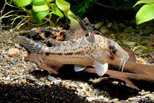 Corydoras sp. (CW055)