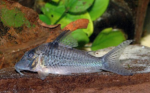 Corydoras sp. (CW059)