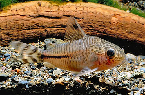 Corydoras sp. (CW062)