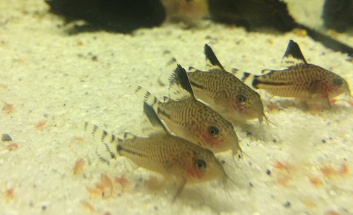 Corydoras sp. (CW062) = juveniles