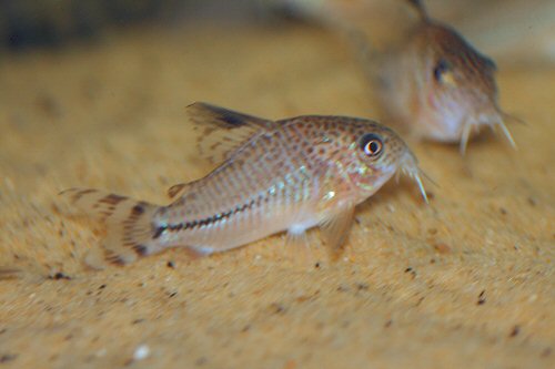 Corydoras sp. (CW062)