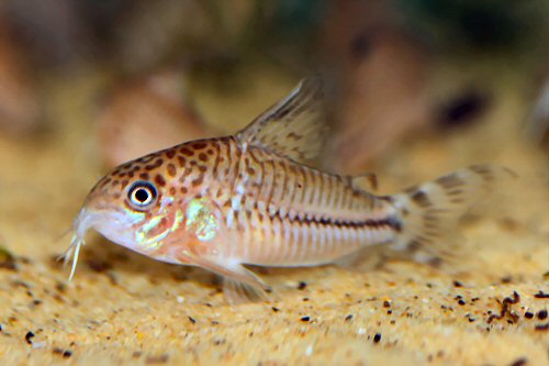 Corydoras sp. (CW062)