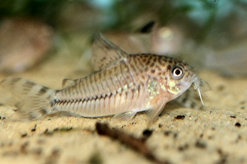 Corydoras sp. (CW062)