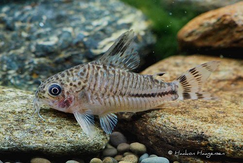 Corydoras sp. (CW062)