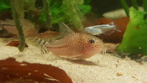 Corydoras sp. (CW062)