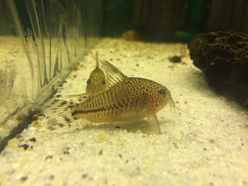 Corydoras sp. (CW062)