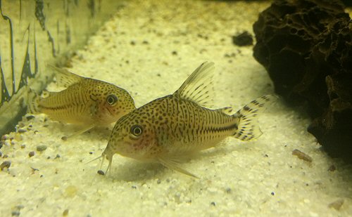 Corydoras sp. (CW062)