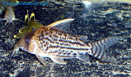 Corydoras sp. (CW065)