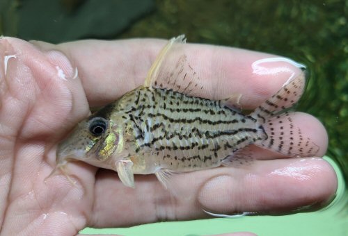 Corydoras sp. (CW065)