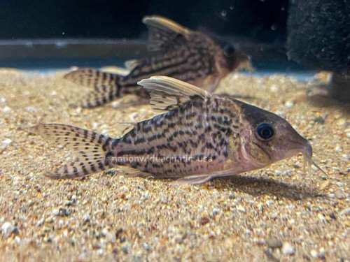 Corydoras sp. (CW065)