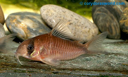 Hoplisoma sp. (CW071) = female