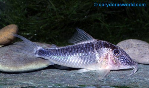 Corydoras sp. (CW073)