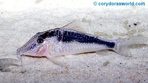 Corydoras sp. (CW073)