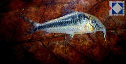 Corydoras sp. (CW073)