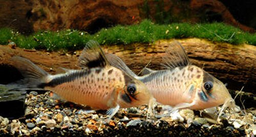 Corydoras sp. (CW074)